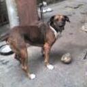 Boby