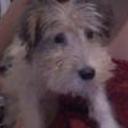 Snoopy