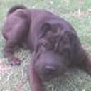 Tadeo