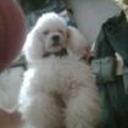Chaparro