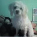 Cody