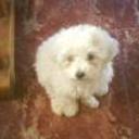 Sparki rufino (rufo)