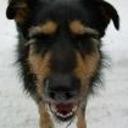 Ulises