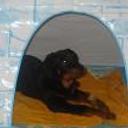 Duque