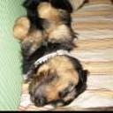 Ulises