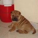 Hijos de samuel