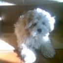 Milu