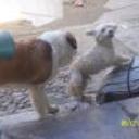 America