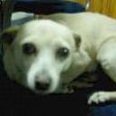 Junior