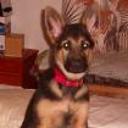 Tonchi javier
