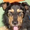 Ulises