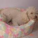 Coqui