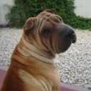 Fiona