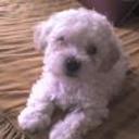 Hermanito de vakiito