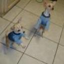 Mani, guero y sky