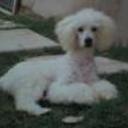Tincho