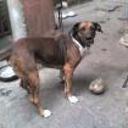 Boby