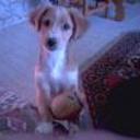 Laika