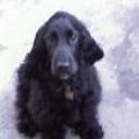 Bruno