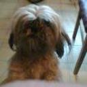 Tobi