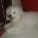 Cosmo andres