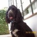 Homero