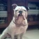 Lucho