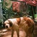 Pupy