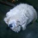 Junior