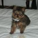 Mily