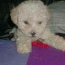 Coky