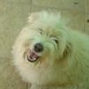 Bolita