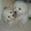 Cosmo andres y mylo