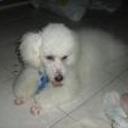 Cosmo andres y mylo