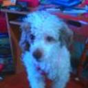 Tobi