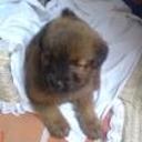 Mateo
