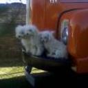 Leo, saphiro y cielito ayala