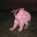 Susy