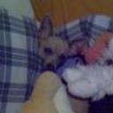 Peluche