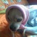 Aguu