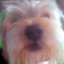 Toby
