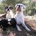 Zizou,scooby y zoa