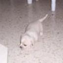 Chispi