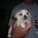 Chispi