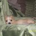 Chispi