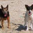 Leon y manchi