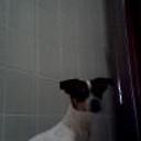 Pulga