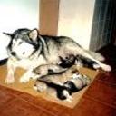 Nanook