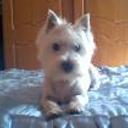 Flipi