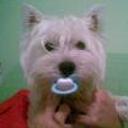 Flipi
